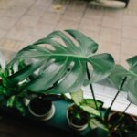 jaka pianka do montażu parapetów wewnętrznych